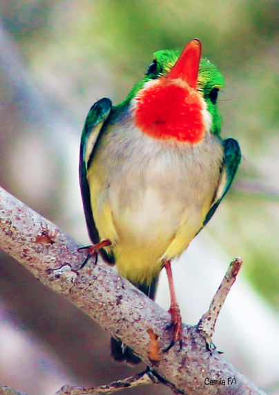 Screenshot 2017-07-14 16.32.40